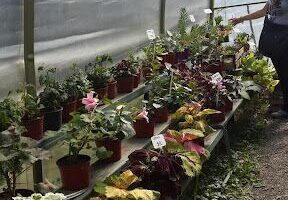 La Buena Onda Vivero