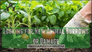 looking for new animal burrows or damage