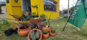 Manchita Vivero