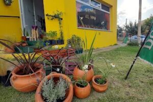 Manchita Vivero