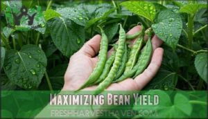 maximizing bean yield