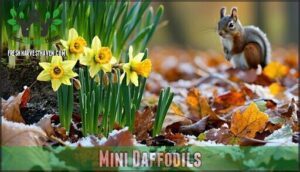 mini daffodils