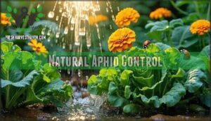 natural aphid control