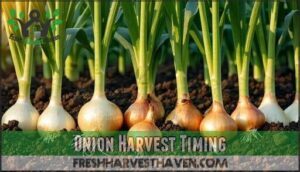 onion harvest timing