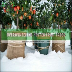 overwintering potted fruit trees