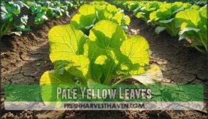 pale yellow leaves