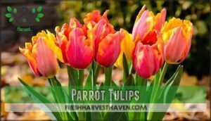 parrot tulips