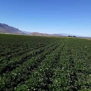 Patagonia Agricola