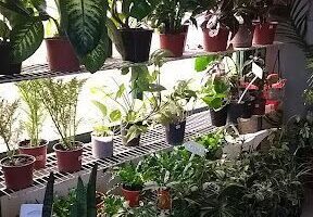 Plantería San Cayetano
