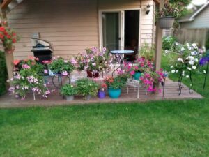 Plants purchased from Edgewood Nursery.