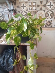 Polo de Plantas de Paranoá