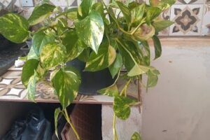 Polo de Plantas de Paranoá