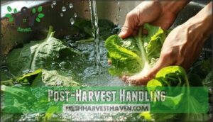 post-harvest handling
