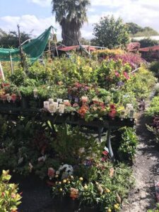 Pot Plant Heaven Perth