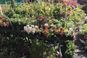 Pot Plant Heaven Perth