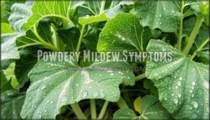 powdery mildew symptoms