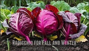 radicchio for fall and winter