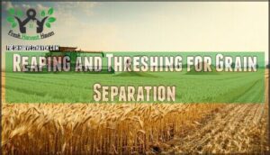 reaping and threshing for grain separation