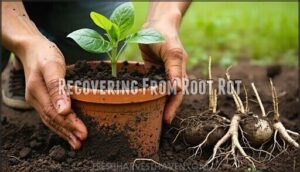 recovering from root rot
