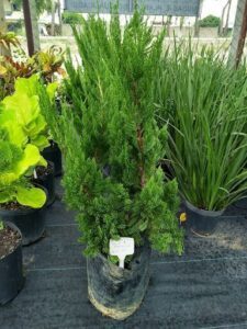Rio Plantas