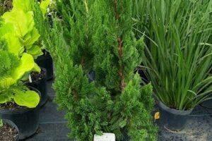 Rio Plantas