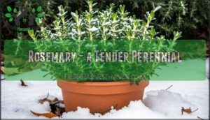 rosemary - a tender perennial