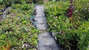Roslyny Plantas