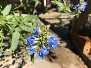 Salvia uliginosa Bog Sage   B0757BPP7D