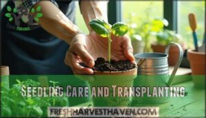 seedling care and transplanting