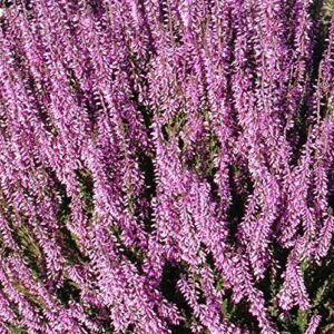 Seed,Scotch heather, an evergreen ground B078FLQYLW