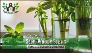 semi-woody stems