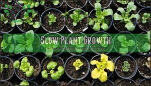 slow plant growth