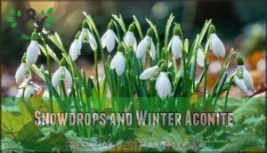 snowdrops and winter aconite