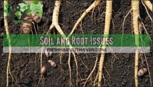 soil and root issues