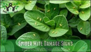 spider mite damage signs