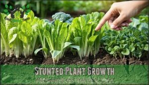 stunted plant growth