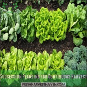 succession planting for continuous harvest
