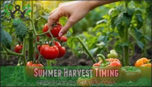 summer harvest timing