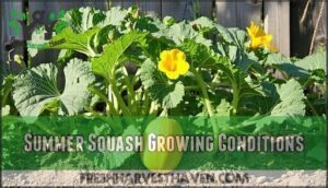 summer squash growing conditions