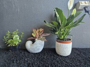 Three potted plants are lined up on a black table.