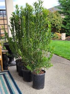 Three potted plants are lined up on a sidewalk, with one plant being larger than the others.