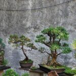 Two bonsai trees are placed in pots, one on a stone wall and the other on a stone pedestal.