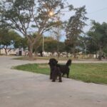 Two dogs standing in a park, one black and one black and white.