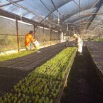 Two men are working together to plant small plants in a greenhouse.