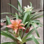 Two potted plants with flowers are placed on a concrete floor.