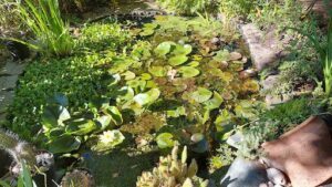 Vivero acuático Kementári