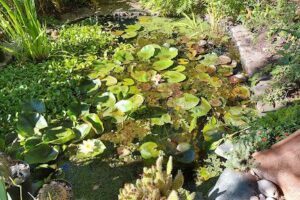 Vivero acuático Kementári