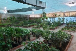 Vivero Dadán