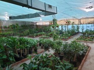 Vivero Dadán