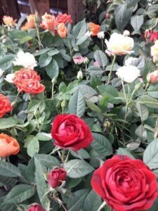 Vivero De Mary